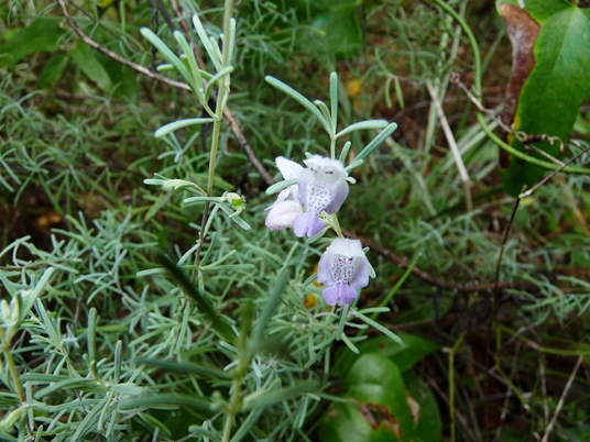 {Conradina canescens}